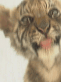 bébé tigre