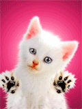 chaton